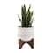 Flora Bunda® 12" Snake Plant In Ceramic On Stand